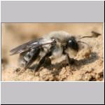 Andrena vaga - Weiden-Sandbiene w05.jpg